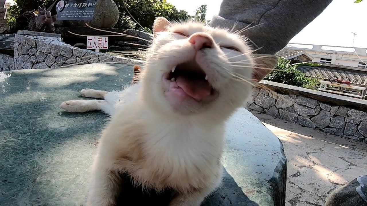 Stray cat expressing its joy aloud while being petted