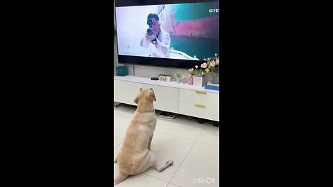 Funny animals 😄hub,funny animals club youtube,