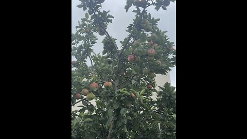 Cider making