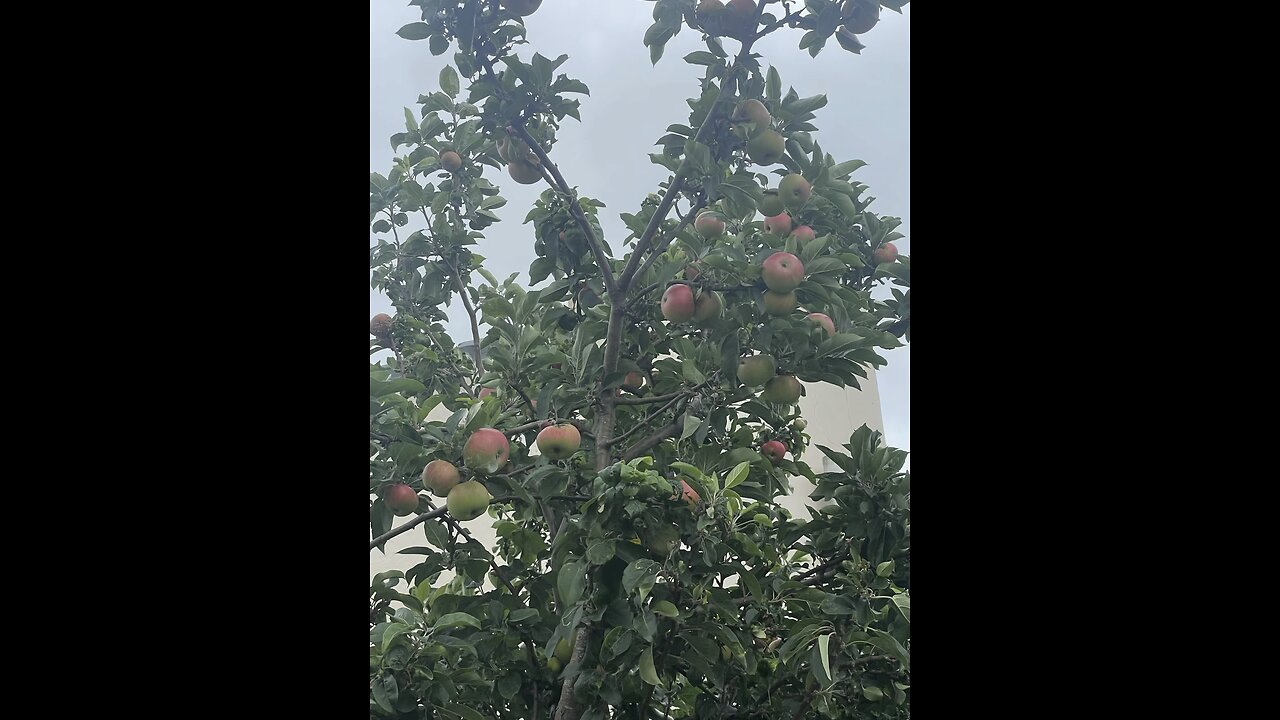 Cider making