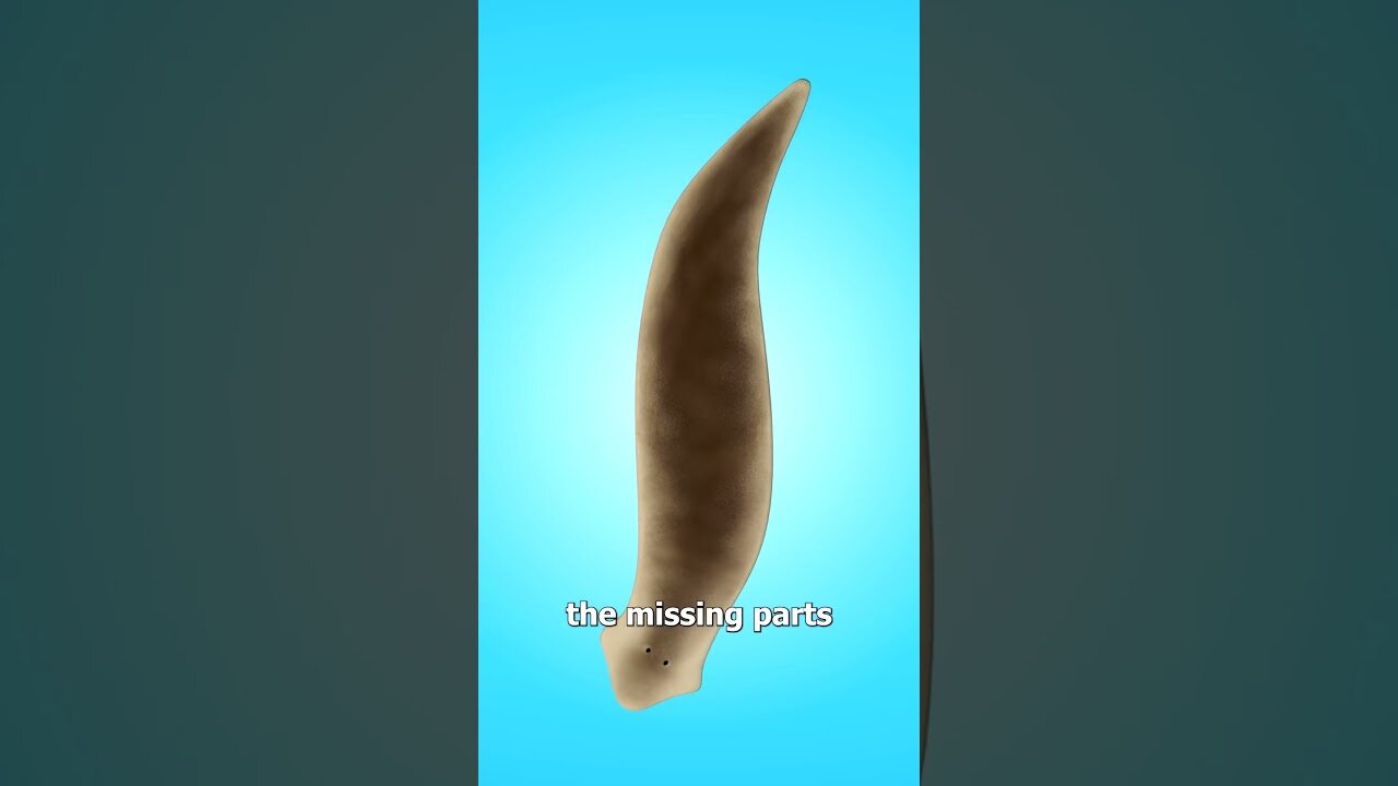 How One Worm Becomes Two 🤯