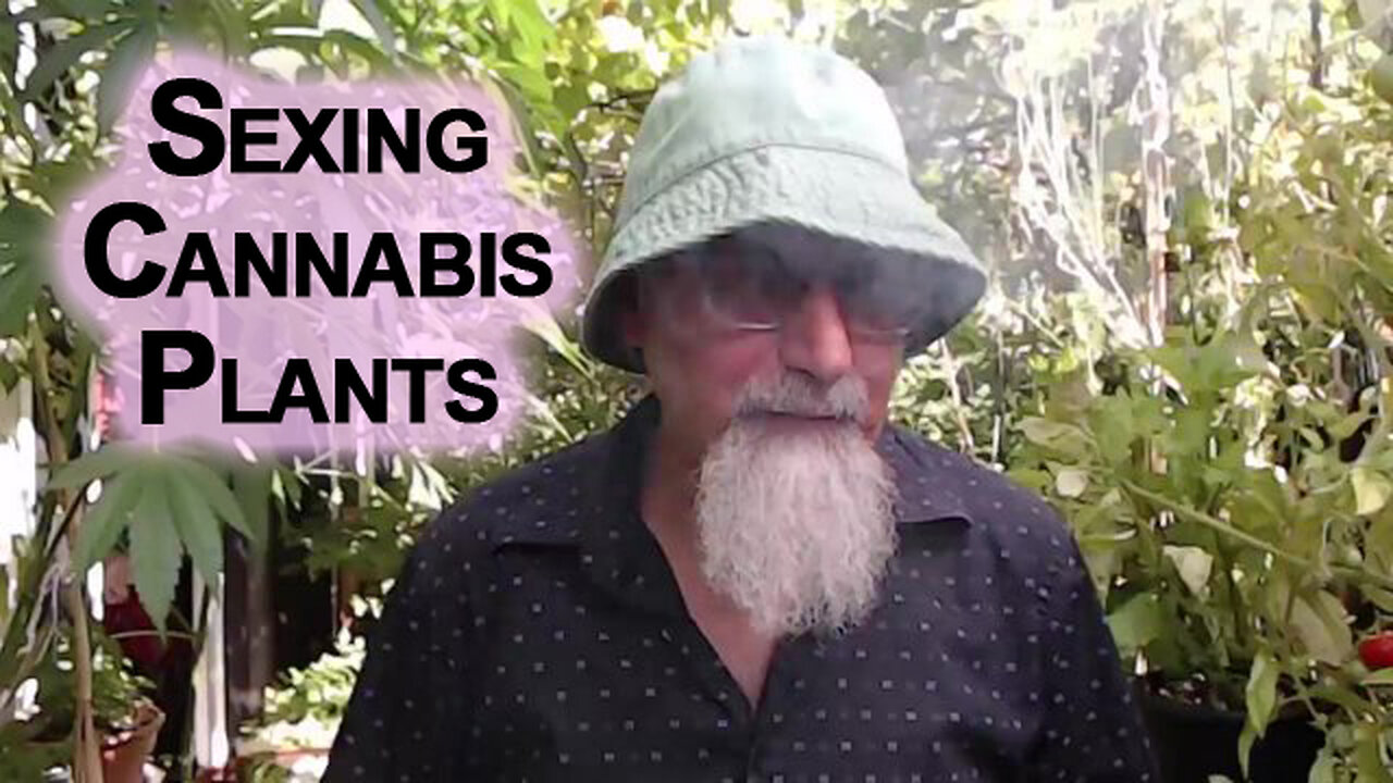 How To Tell if a Cannabis Plant Is Male or Female: Sexing Cannabis Plants, Gardening