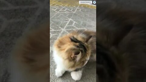 cute cat videos 😹 funny videos 😂 587 😻