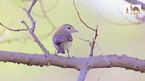 Relaxing Music and Bird Sounds for Meditation