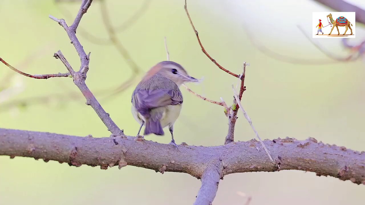 Relaxing Music and Bird Sounds for Meditation