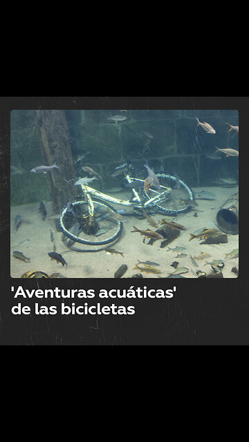 Cigüeña macho llega al nido con un regalo para su pareja