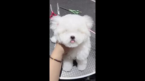 a cute puppy