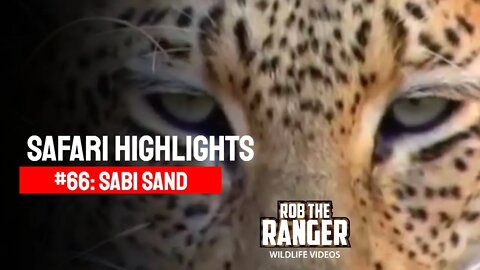 Safari Highlights #66: 27 - 30 September 2010 | Sabi Sand Nature Reserve | Latest Wildlife Sightings