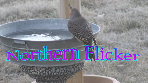 Northern Flicker