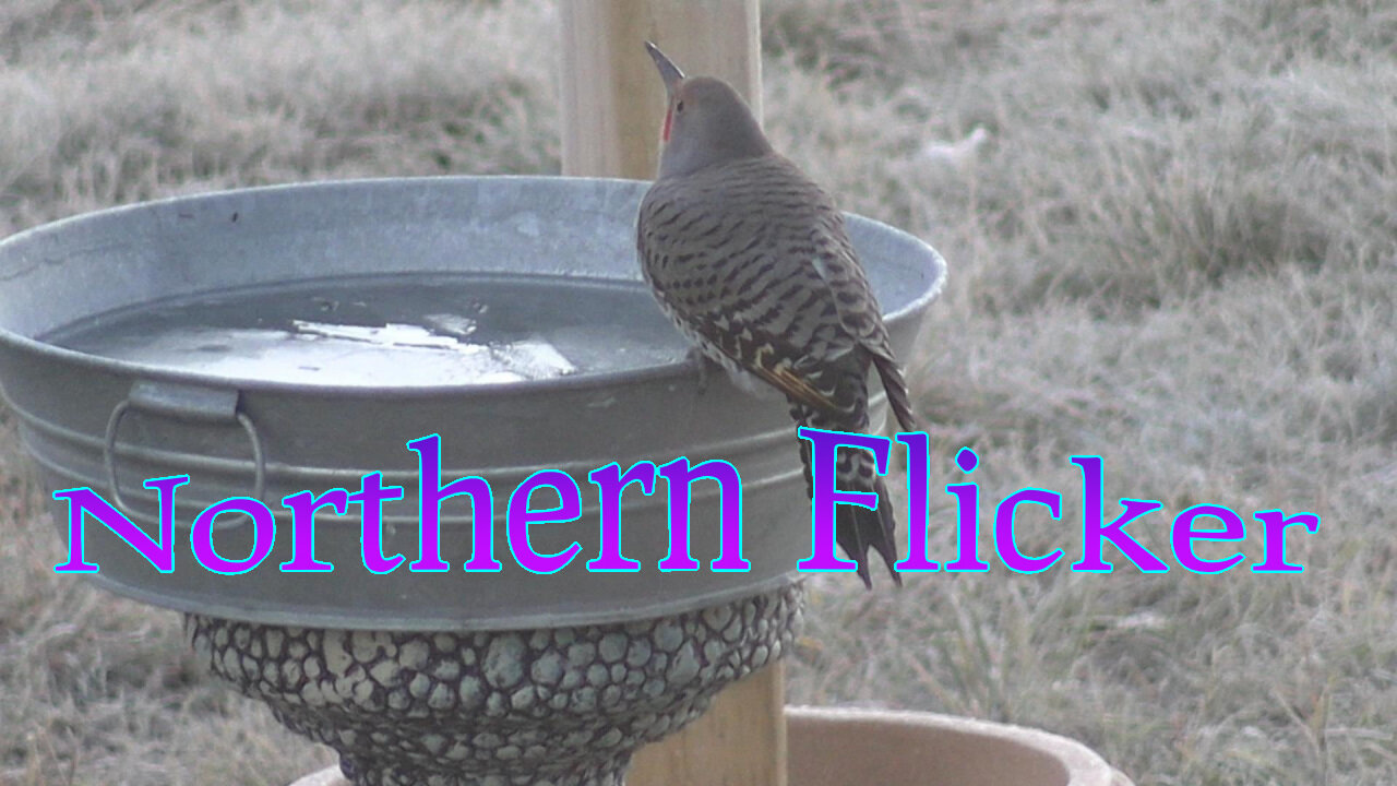 Northern Flicker