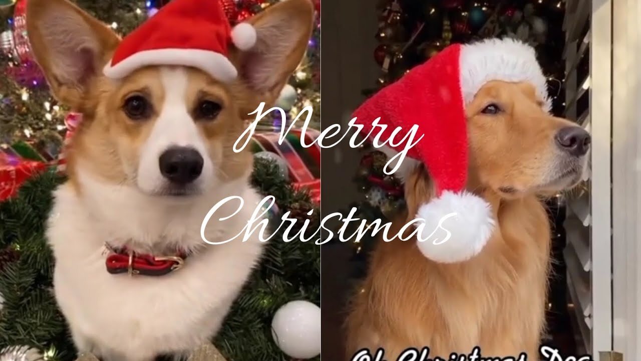 Christmas Funny Dogs of TikTok Compilation video