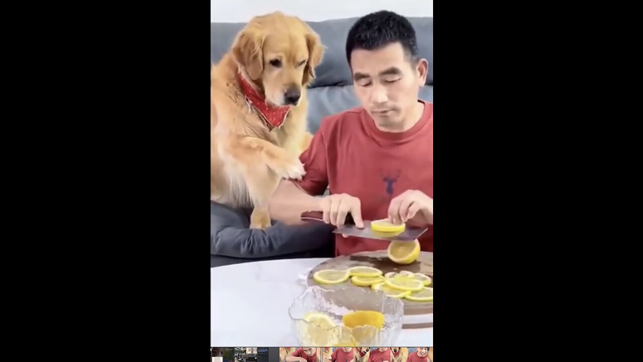 Dogs food part fell down