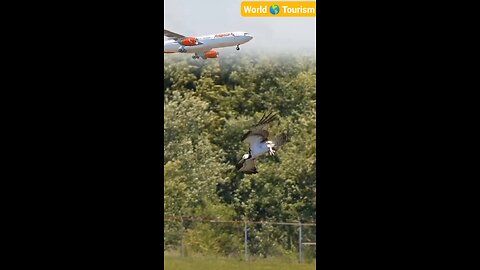 EAGLE EATING THE FISH //✈️🦅😎😱😱