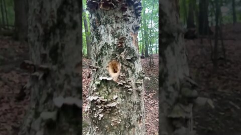 Woodpecker holes