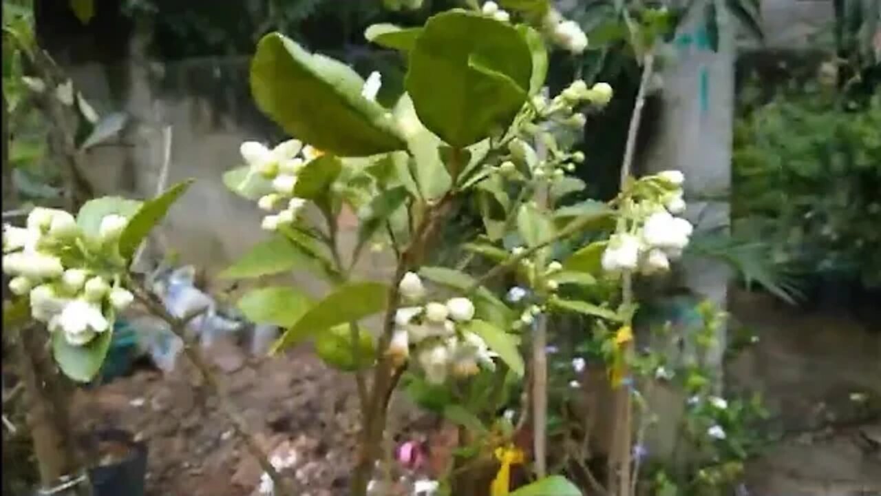 frutíferas produzindo em vasos a venda em Niterói RJ 21 08 2020