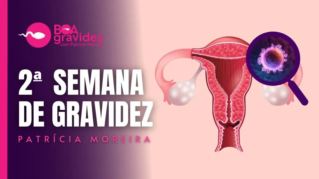 2° SEMANAS DE GRAVIDEZ - Gravidez Semana a Semana com Patrícia Moreira