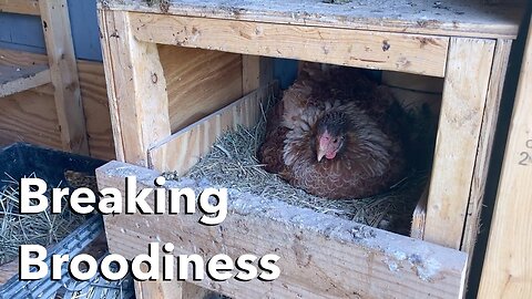 3 Ways to Stop a Broody Hen