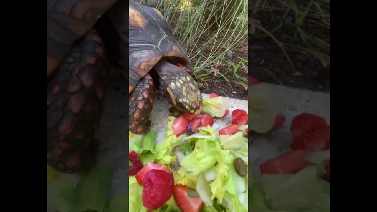 Melon’s Mealtime #shorts #tortoiseshorts #tortoise #redfoottortoise #melonthetortoise