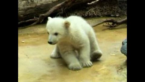 Anuri The Baby Polar Bear