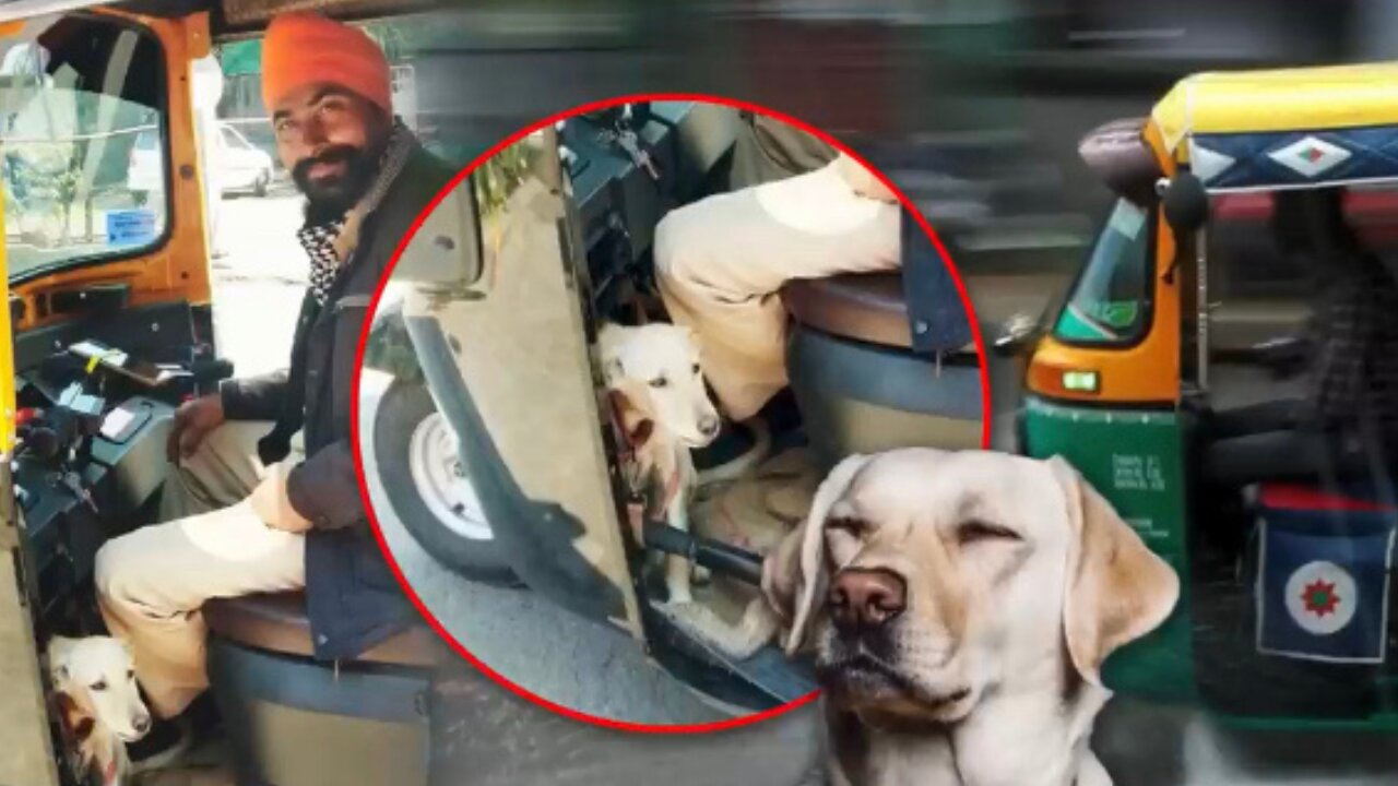 An Auto driver takes his pet dog to his work ❤️ 🐶