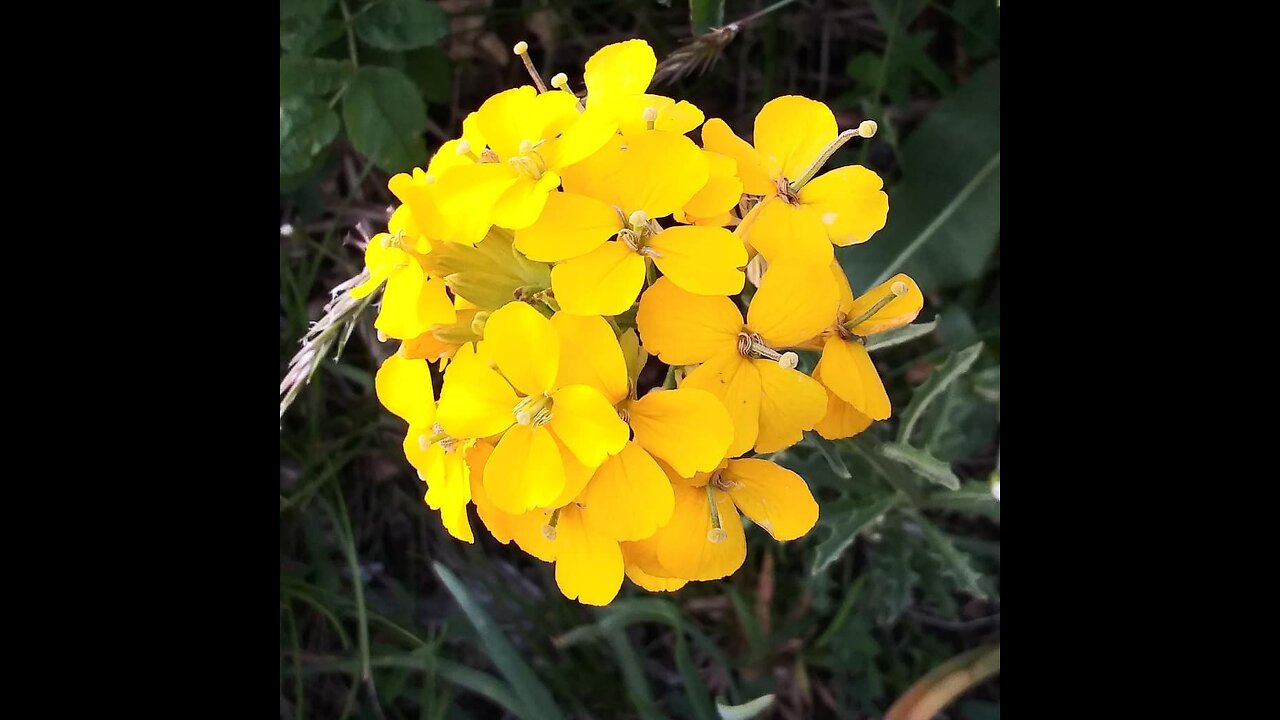 SADDLE MOUNTAIN FLOWER POWER HIKE (Early June is the time to go... when Open!)