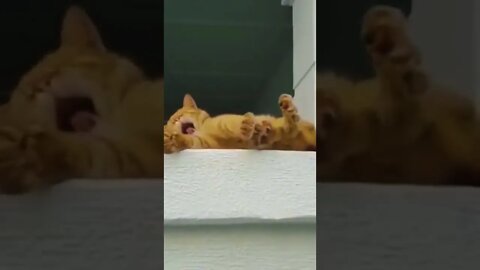 #shorts Смешные животные из Тик Ток 182 Funny animals from Tik Tok