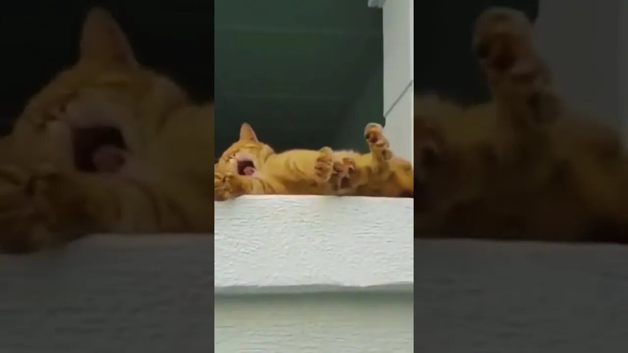 #shorts Смешные животные из Тик Ток 182 Funny animals from Tik Tok