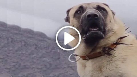 Giant Anatolian Shepherd Dog