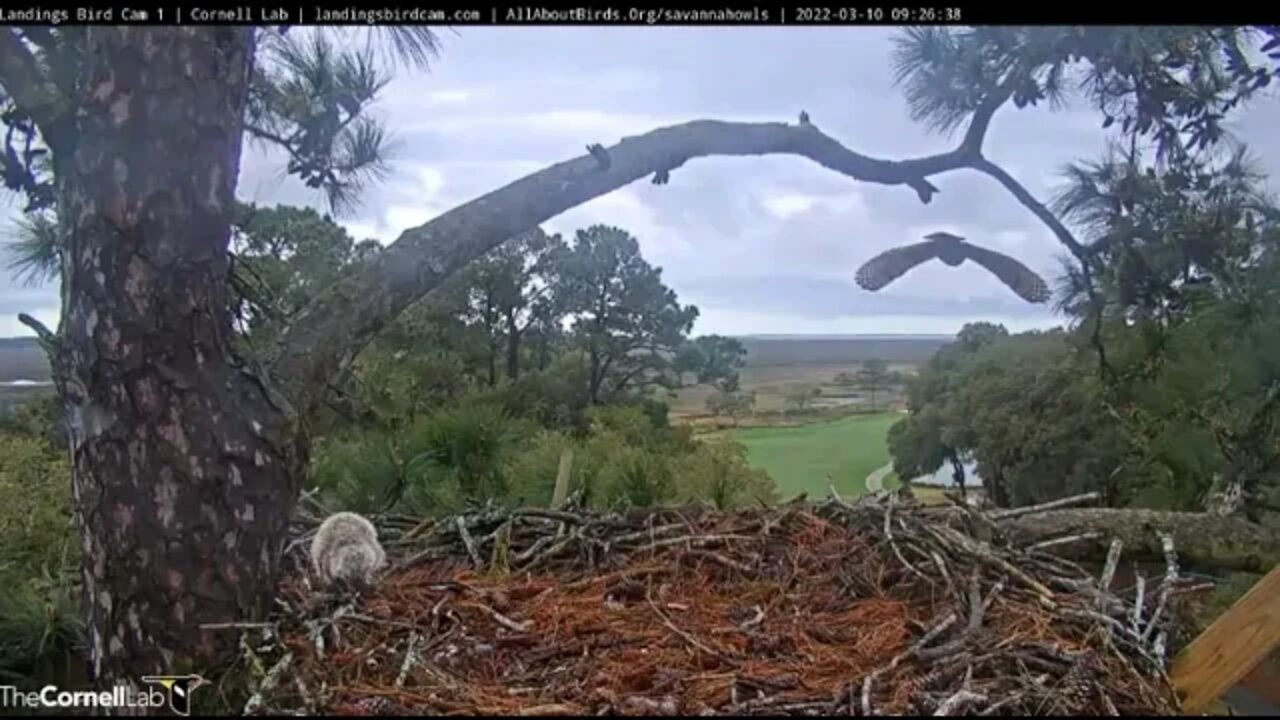 Mom's Late Morning Break-Leave & Return 🦉 3/10/22 09:26