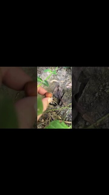 Where Are You Mr Bubba? #shorts