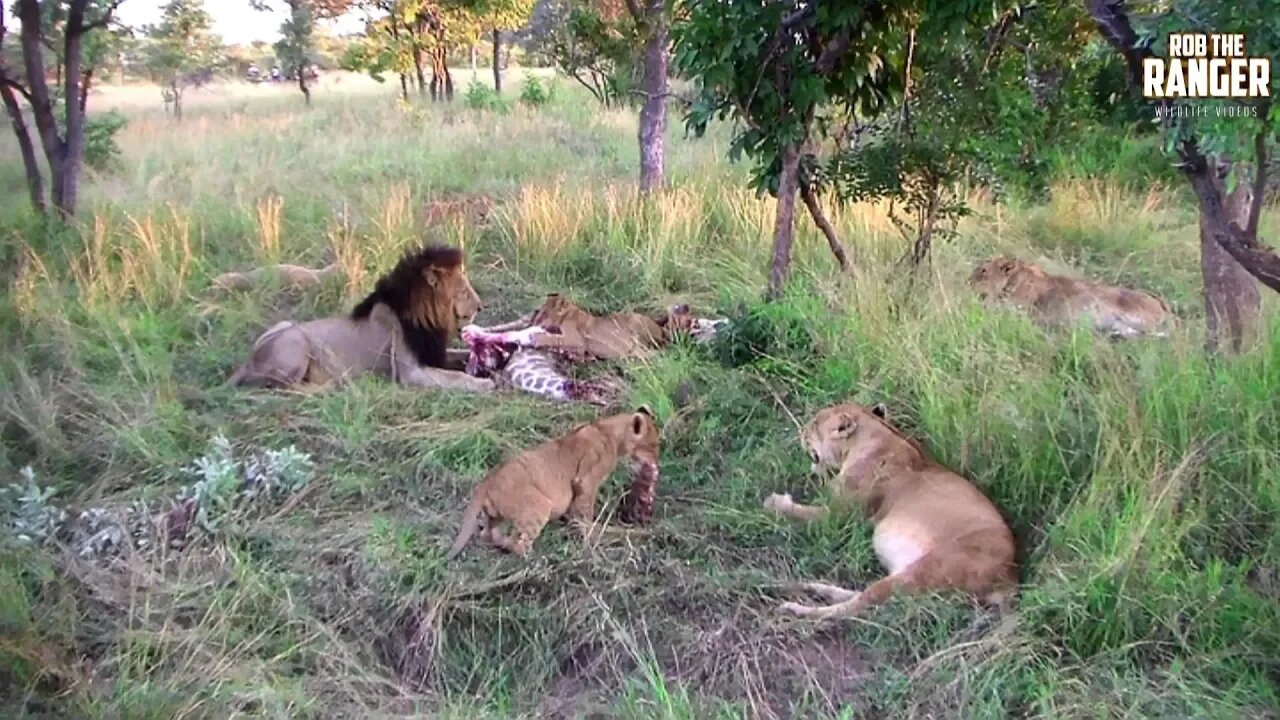 Lion Pride With A Giraffe Snack | Archive Footage