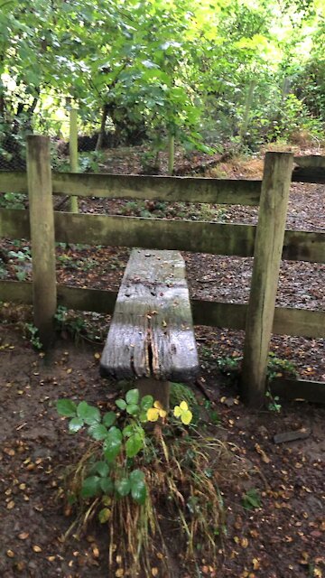 Rescue is my favourite breed