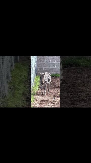 Watching This Zebra Strut on up
