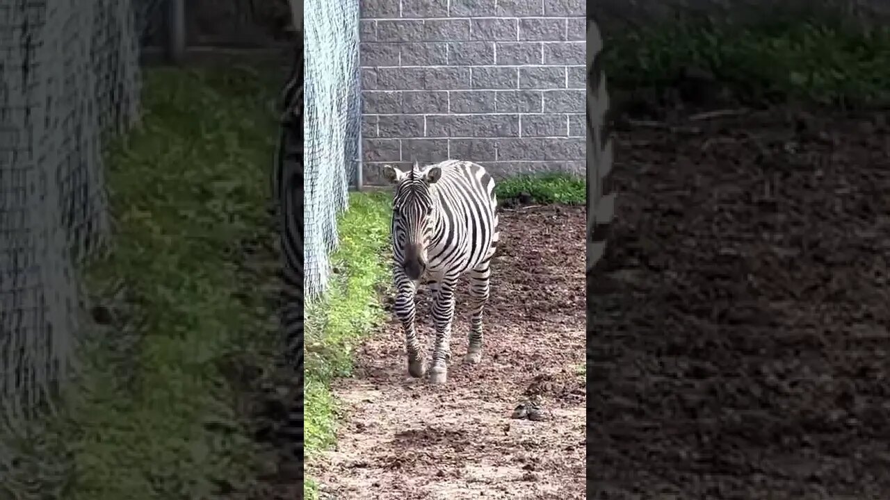 Watching This Zebra Strut on up