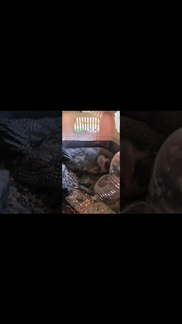 Confined injured baby guinea fowl has complete dust bath