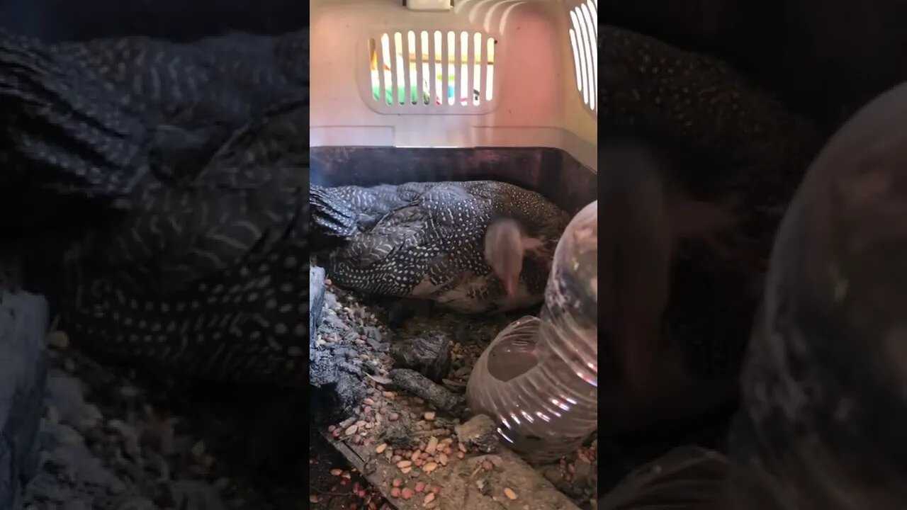 Confined injured baby guinea fowl has complete dust bath