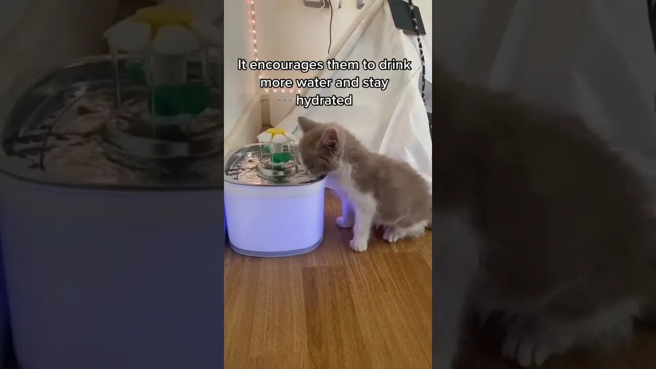What Are You Waiting For tiktok bambidiary