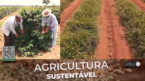 Em MG cafeicultor cultiva a braquiária em área nova para proteger o solo e as mudas - RZ