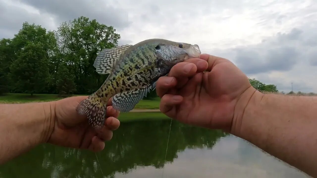 I've NEVER doubled up on Crappie, it happened TWICE on this trip! #crappie #crappiefishing #nikko