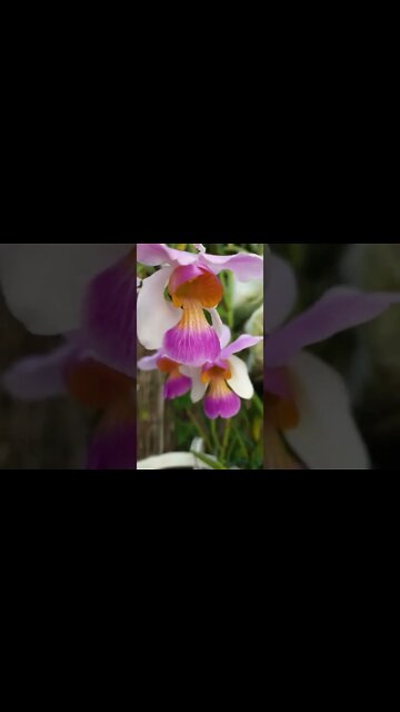 #ninjaorchids #papilionantheteresvarandersonii #vandaceousorchids #shorts