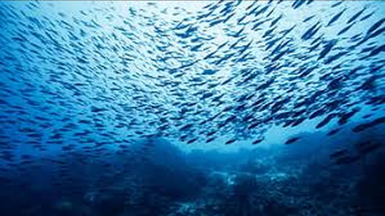 Giant Trevally Fish Caught Using Live Prawns