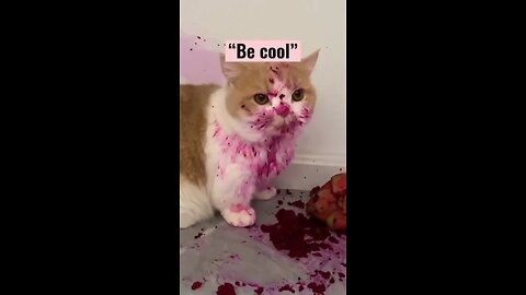 bloody cat 😂 #shorts #cat #animals