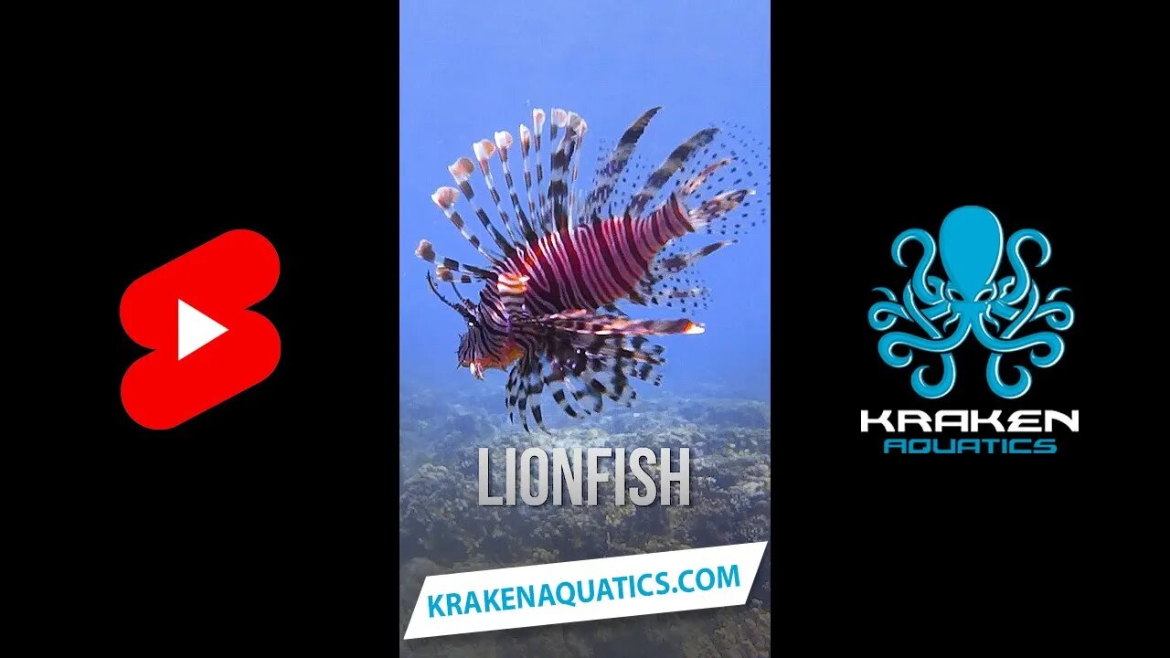 Save the reef, eat a #lionfish #shorts