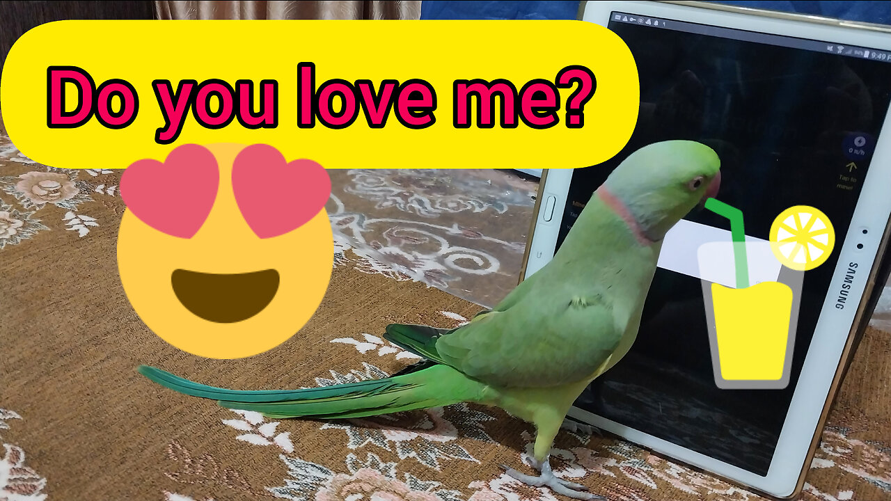 Indian ringneck | vicky is my parrot | #indianringneck | The daily life of my parrot