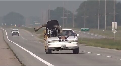 Man Had Bull Riding In His Car - Excuse Me, I Thought This Was America - HaloRock