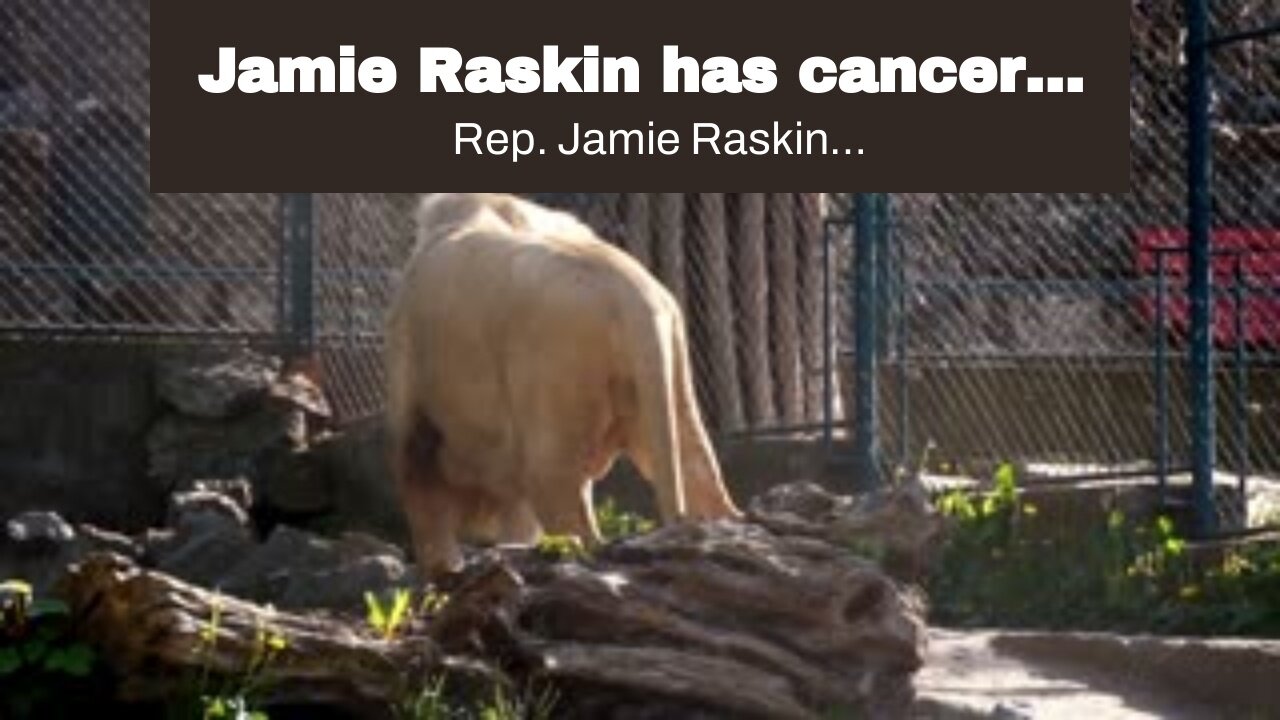 Jamie Raskin has cancer…