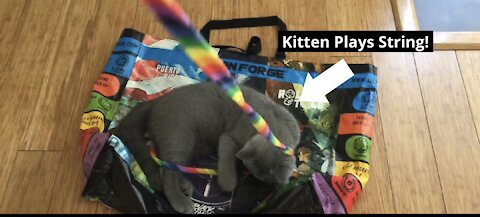 Cute Kitten Plays With String!