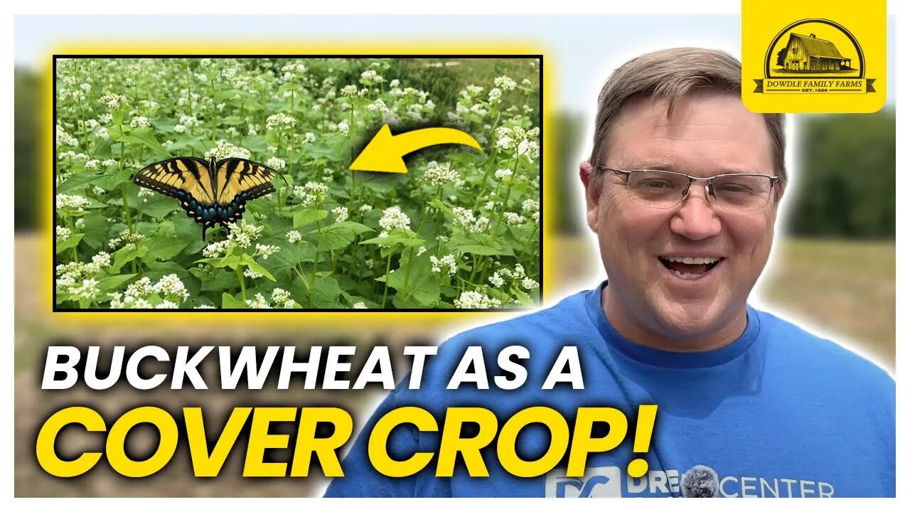 The Most Versatile Cover Crop: Buckwheat