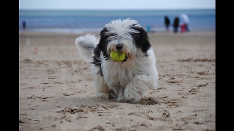 puppy on the beach