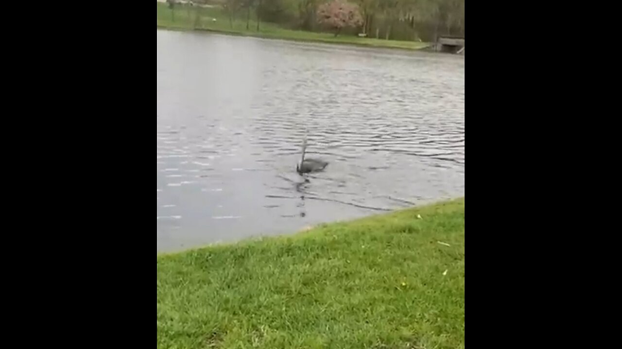 funny animal's video 03